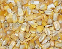 Corn