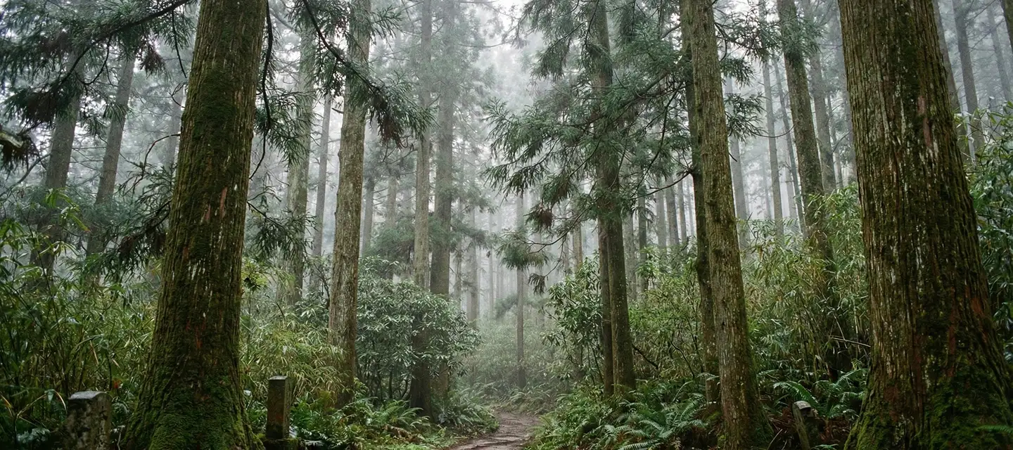 Timber woods.